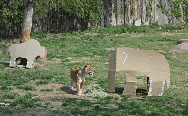 서울대공원에 있는 동물들이 LG전자 가전제품의 포장 박스로 만든 놀이도구를 가지고 놀고 있다. ⓒLG전자