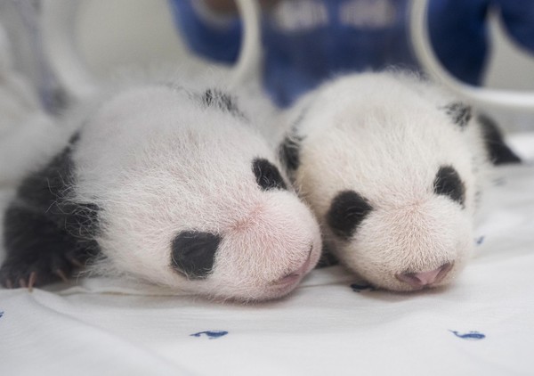 생후 1개월 맞은 국내 첫 쌍둥이 판다. 사진 왼쪽이 첫째, 오른쪽이 둘째. ⓒ삼성물산 리조트부문